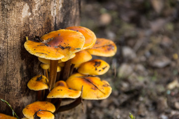 Honey fungus growing on a stump in the forest