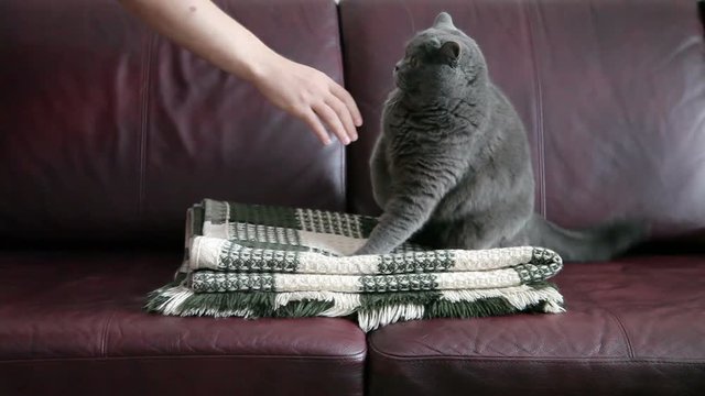 A Man's Hand Strokes An Evil Big Cat Lying On A Sofa On A Rug.