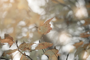 maple leaves on autumn season