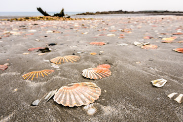 Scallop shells lying on a sandy beach, shipwreck in background
