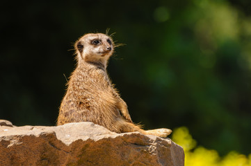 Meerkat or suricate (Suricata suricatta) looking out for predators.