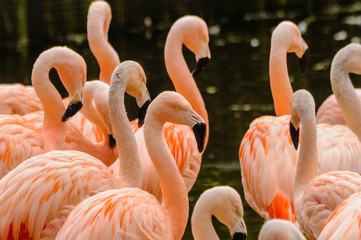Chilean Flamingo (Phoenicopterus chilensis)