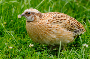 Juvenile partridge at a game bird farm