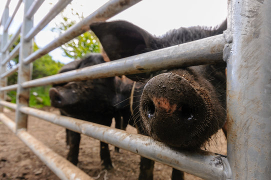 Pigs push their noses through the bars of a field gate