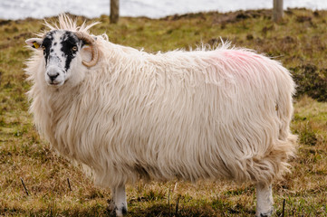 Blackface sheep on the top of a high sea cliff.