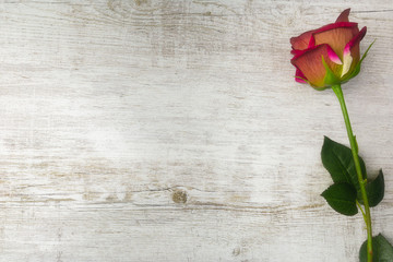 Fototapeta na wymiar red rose on a light wooden table