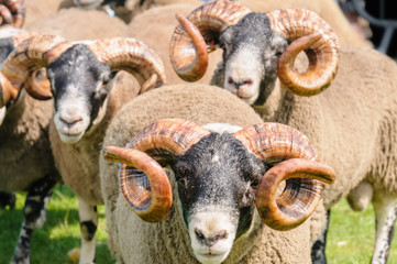 Dalesbred sheep with large curly horns