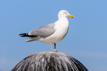 A herring gull (Larus argentatus) stands on top of the navigational radar dome of a trawler and expels faeces.