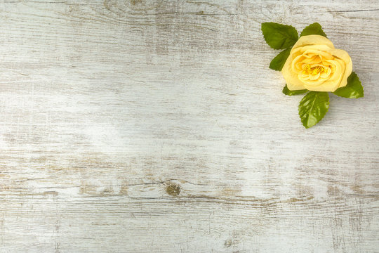 Valentine's background with yellow rose