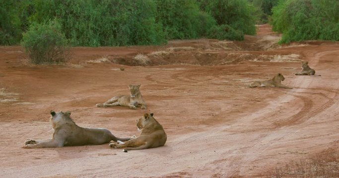 Lion, Lioness & Cubs On Track; Samburu 14 October 2016 Pm; Samburu, Kenya, Africa
