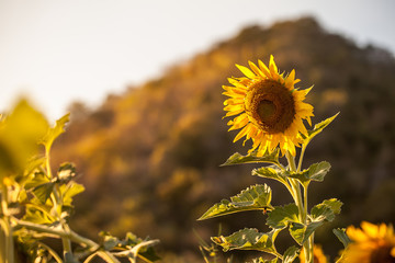 sunflower field in the evening