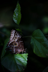 Obraz premium Colorful butterfly of Florida