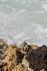 Crabbing around