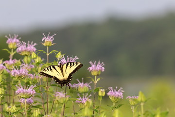 Eastern tiger swallowtail butterfly on purple bergamot.