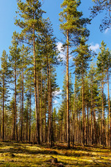 sunny day in forest