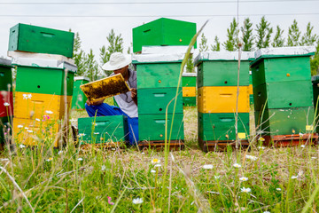 Apiarist, beekeeper is checking bees on honeycomb wooden frame
