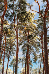 sunny day in the forest