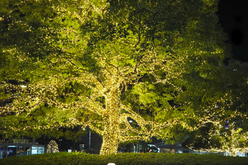 Lamps light on tree : Decorative outdoor string lights hanging on tree in the garden at night time .