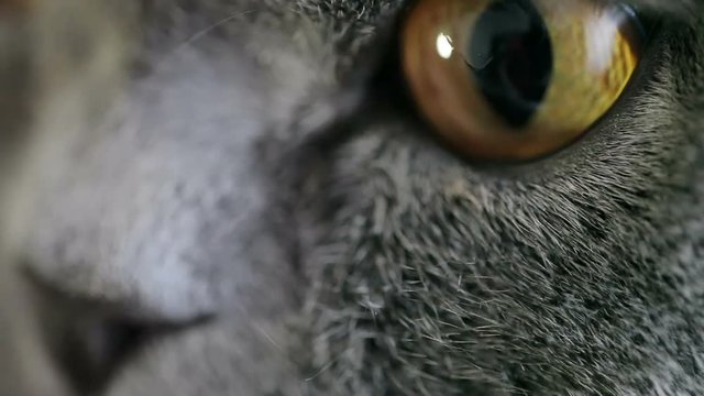 Close-up Of An Evil Cat's Eye And Nose. British Cat.