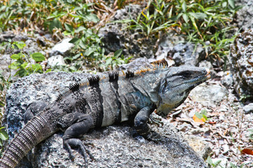 Iguanas of Mexico, easily found all over the island of Cozumel