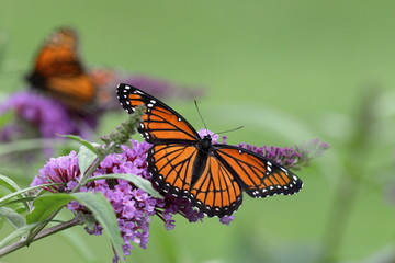 Fototapeta na wymiar Viceroy butterfly.