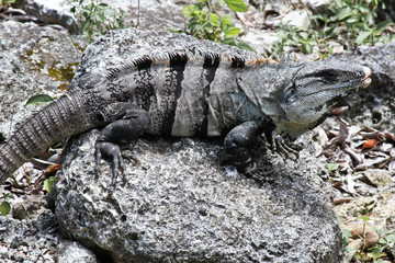 Iguanas of Mexico, easily found all over the island of Cozumel