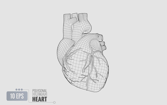 Human heart wireframe isolated on white BG