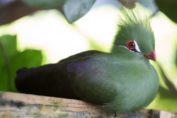 Birds of Florida