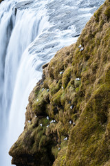 Skogafoss waterfall, Iceland.  The gulls nest on cliffs and waterfalls