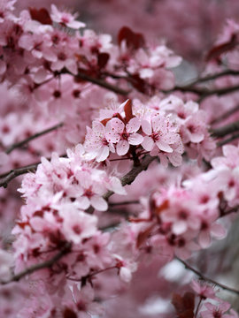 Plum Blossom Branches - beautiful bokeh