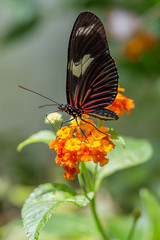 Fototapeta na wymiar Macro shots of beautiful butterflies, all taken in Florida. 