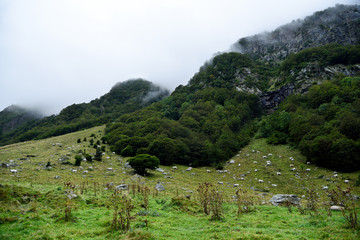 troupeau de vaches en montagne