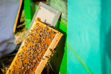 Bees on honeycomb with wooden frame out of the open hive