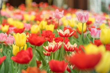 Colorful of tulips blooming in the garden.