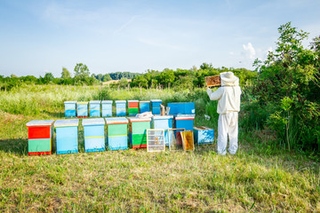 Apiarist, beekeeper is checking bees on honeycomb wooden frame