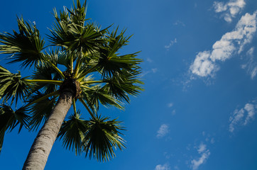 sugar palm tree with blue sky background