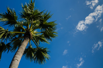 Obraz premium sugar palm tree with blue sky background