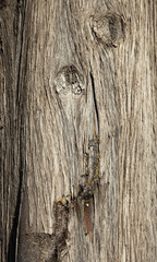 Tree bark