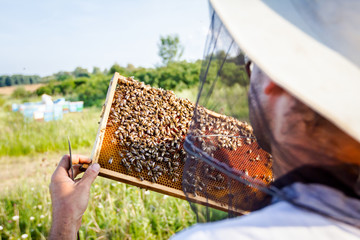 Apiarist, beekeeper is checking bees on honeycomb wooden frame