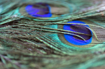 Beautiful peacock feathers. Close up green and blue blur background. Macro defocused pattern.