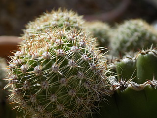 Cactus