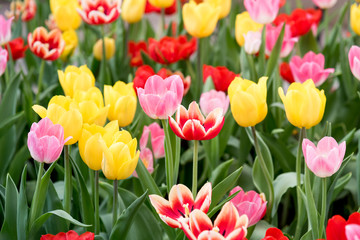Colorful of tulips blooming in the garden.