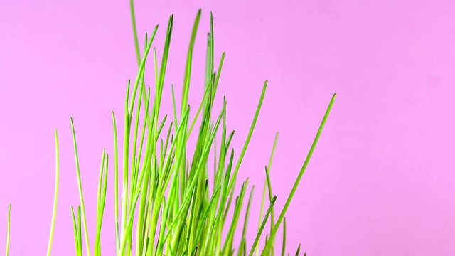 Schnittlauch, junge frische Triebe im Fr&uuml;hjahr