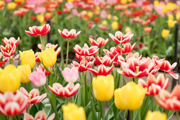 Colorful of tulips blooming in the garden.