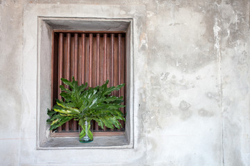 old window with tree