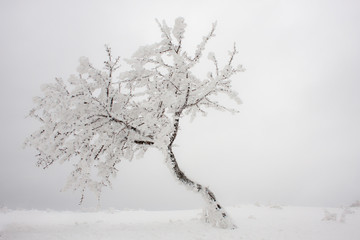 Frosty Tree leaning - on a fog background
