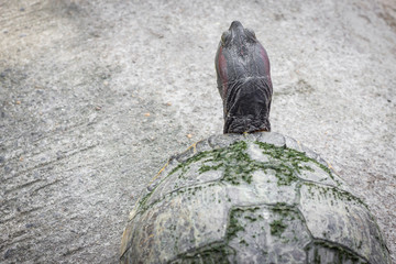 Turtle. Freshwater turtle in a park in Thailand.