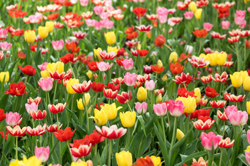 Colorful of tulips blooming in the garden.