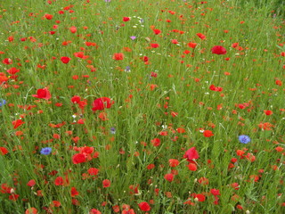 Fototapeta premium SAMSUNG DIGITAL CAMERA