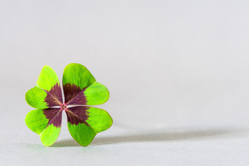 Closeup of four leaf clover as sign for hope © abasler